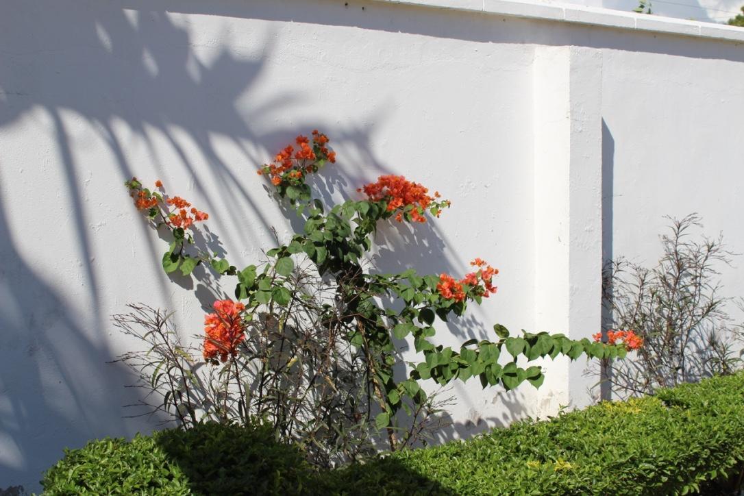 Idc Guest House Bagamoyo Exterior photo